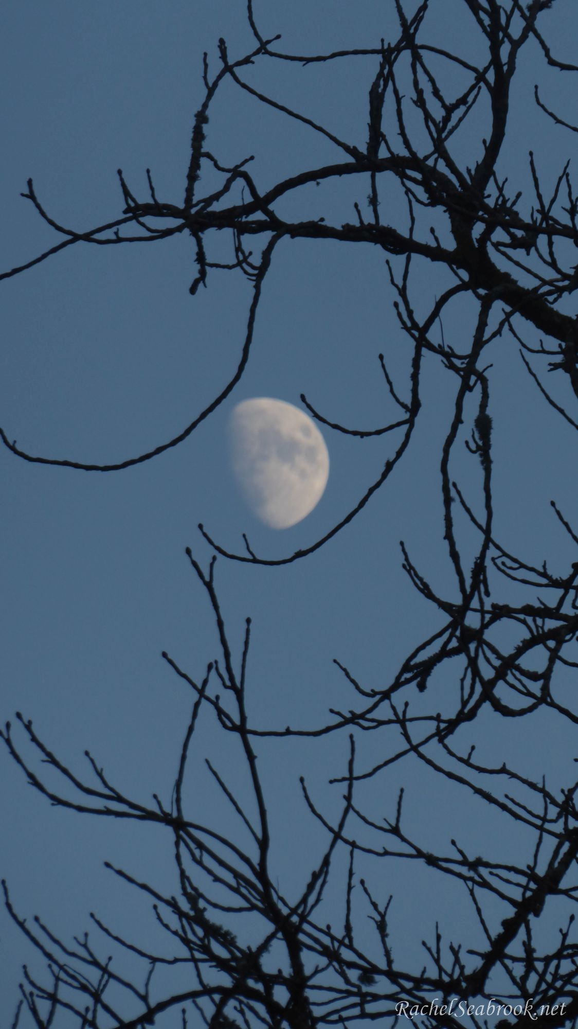 moon through a tree